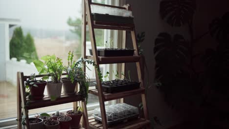 seedlings and potted houseplants on wooden plant stand by the window in greenhouse