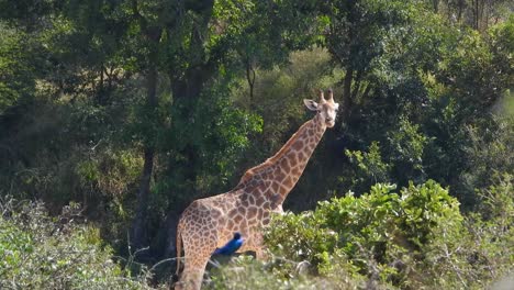 jirafa en el parque nacional kruger sudáfrica, animal africano caminando solo en el bosque