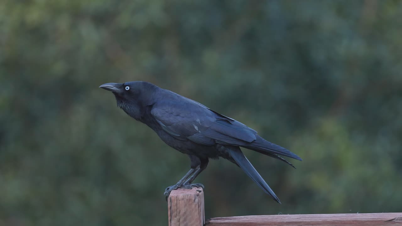 un cuervo chirriando mientras se encuentra en un poste