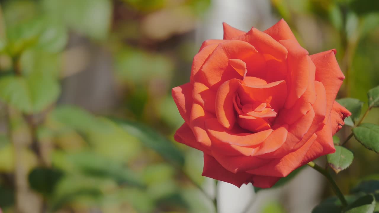 closeup of a red rose flower blooming in the garden