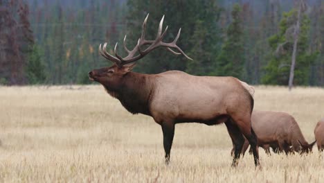 a majestic bull elk bugling amidst the breathtaking open field in 4k