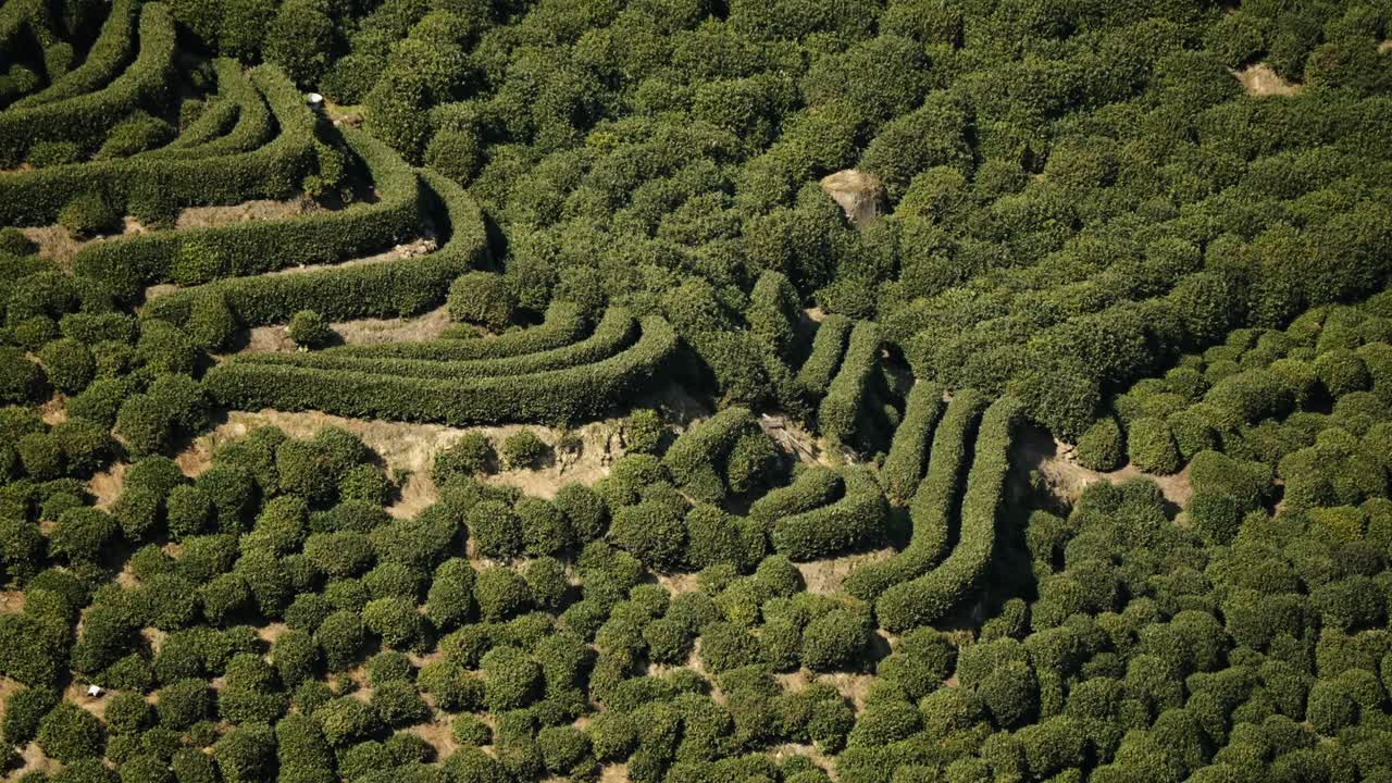 Curved Longjing tea terraces covering hillside farmland in Hangzhou, China