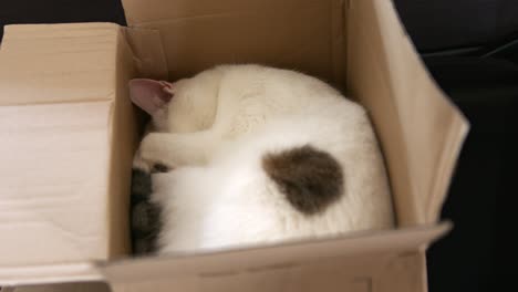 adorable cat sleeping in cardboard box. closeup shot