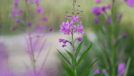 abeja recolectando néctar de una flor violeta violeta en medio de un campo de hierba verde alto en un terreno rural de la dorada colombia británica canadá