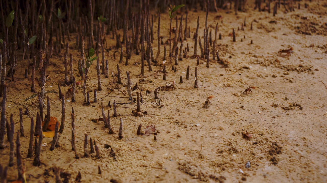 Fiddler crabs demonstrate their characteristic waving behavior on a sandy mangrove beach in Florida.