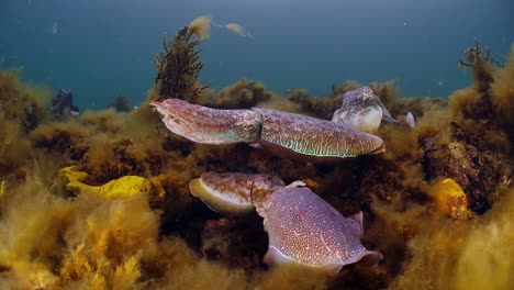 giant australian cuttlefish sepia apama migration whyalla south australia 4k slow motion, mating, laying eggs, fighting, aggregation, underwater