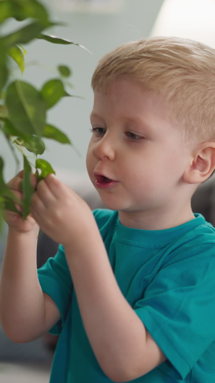 Curious little boy studies and smells fresh houseplant leaf at home. Toddler child interested in exotic ficus plant in living room. Kid development