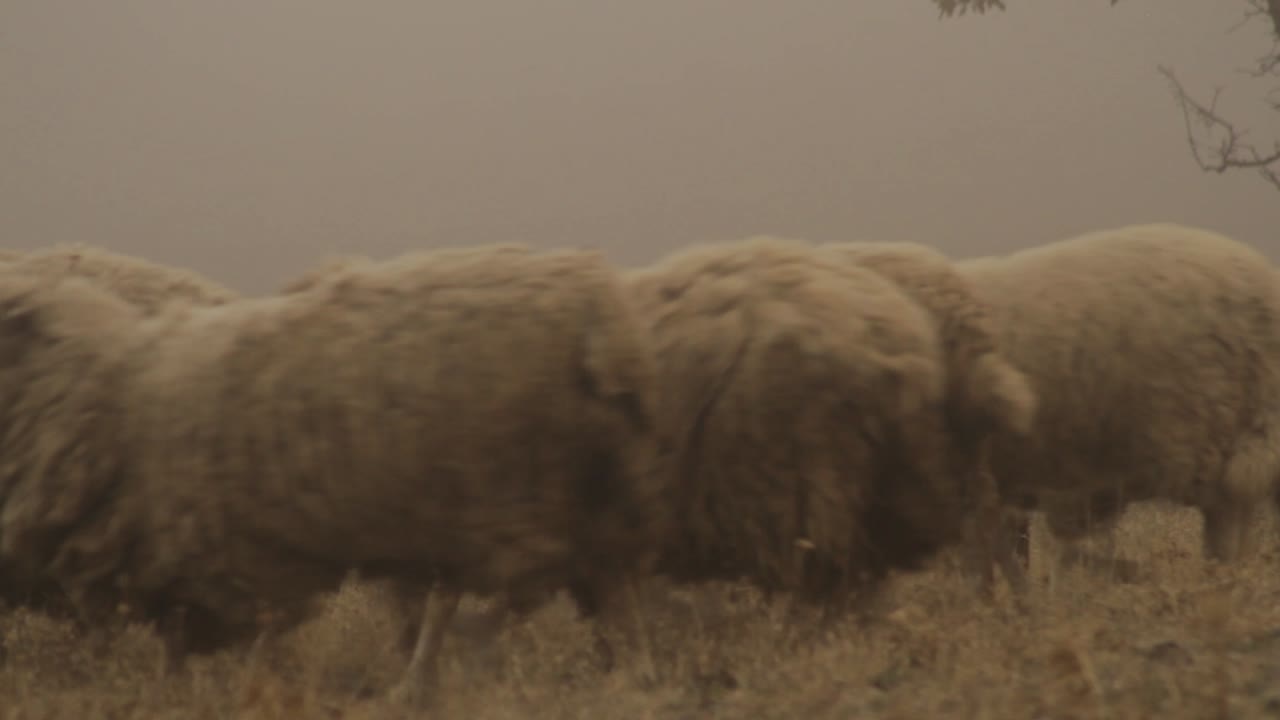 Pecore al pascolo in una campagna nebbiosa