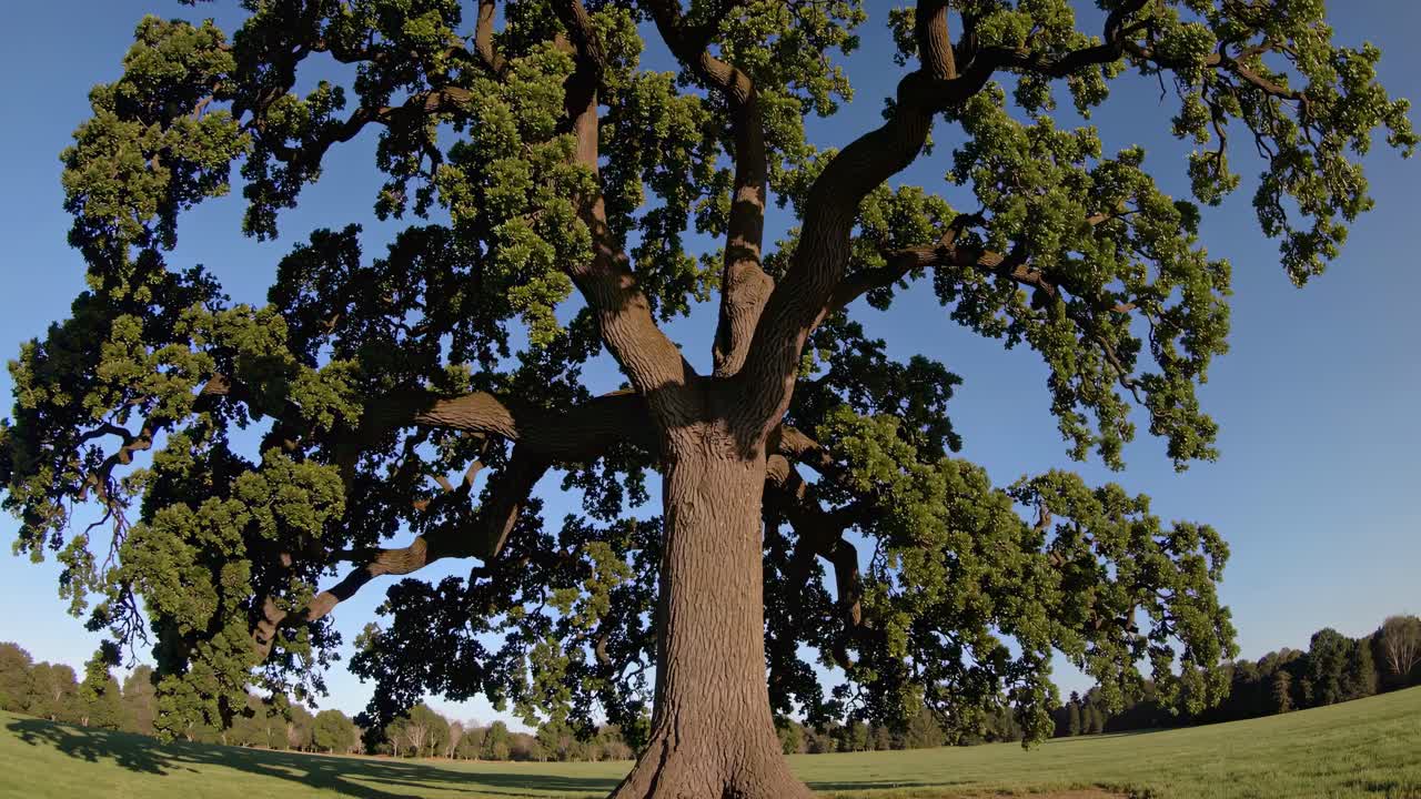 Wide-angle shot of a majestic oak tree from a low camera angle, capturing its grandeur