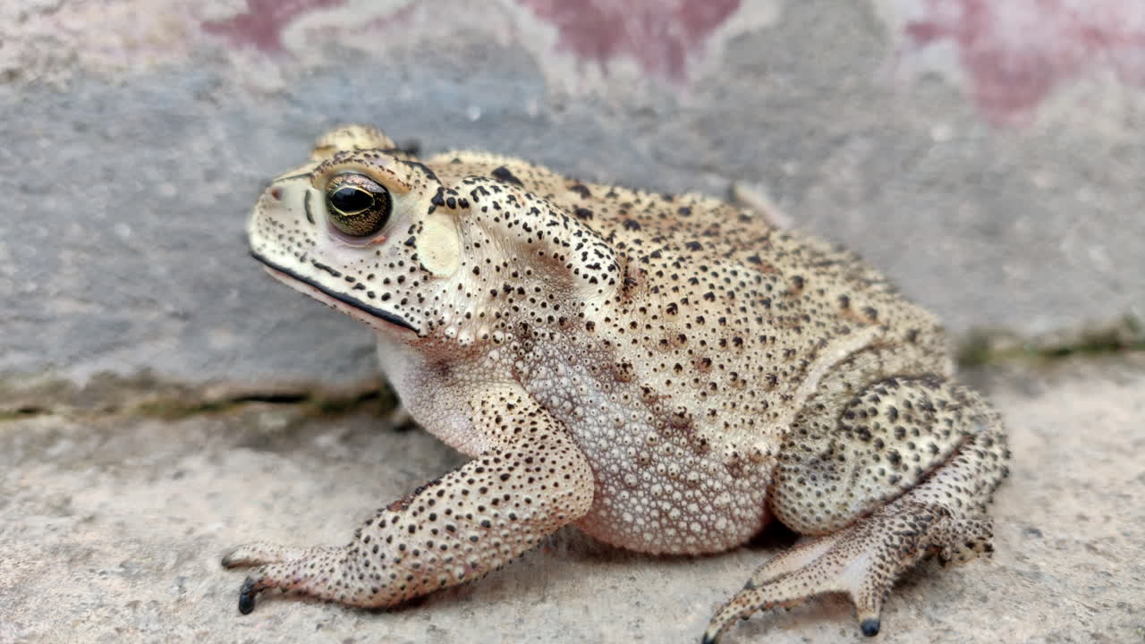 Side view of Asian Common Toad