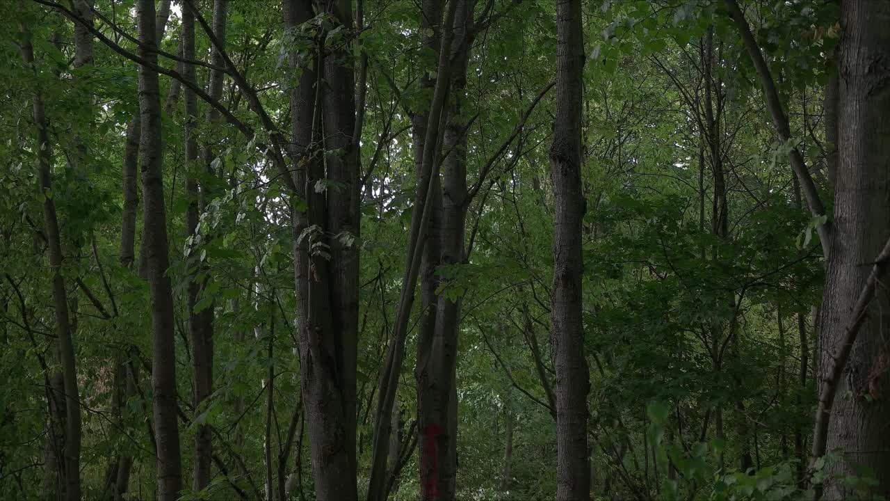 森林中的深綠色樹木