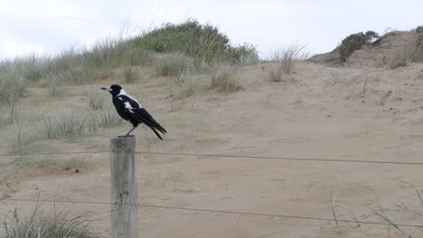 slow motion black and white australian magpie at the beach on a fence