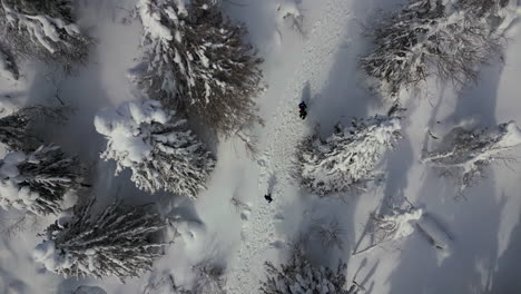 aerial view of hikers in snowy forest