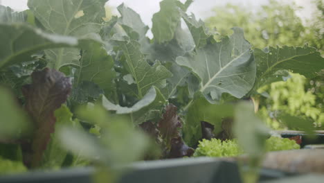 Watering-some-homegrown-broccoli-plants-growing-in-a-raised-bed