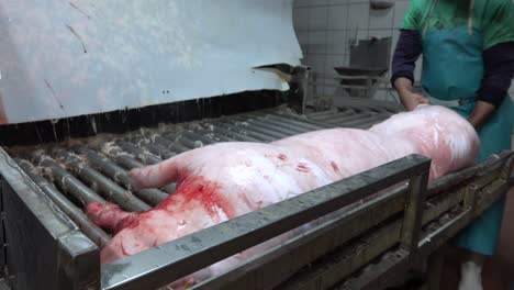 butcher sharpens knife and pig comes out of hair clipper