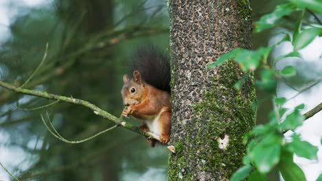 ardilla en un árbol