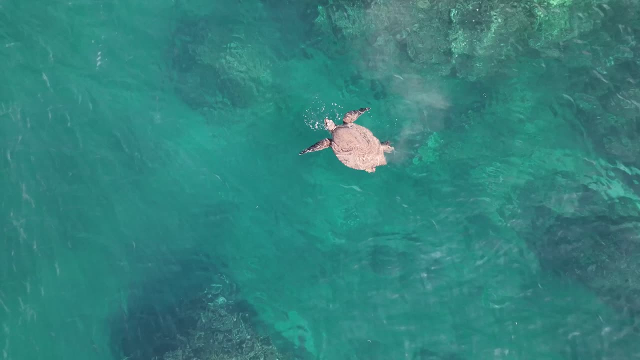 마우이의 산호초 위에 배변하는 하와이 녹색 바다 거북