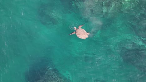 hawaiian green sea turtle defecating over the coral reefs of maui