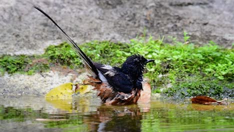 White-rumped-Shama-bathing-in-the-forest-during-a-hot-day,-Copsychus-malabaricus,-in-Slow-Motion