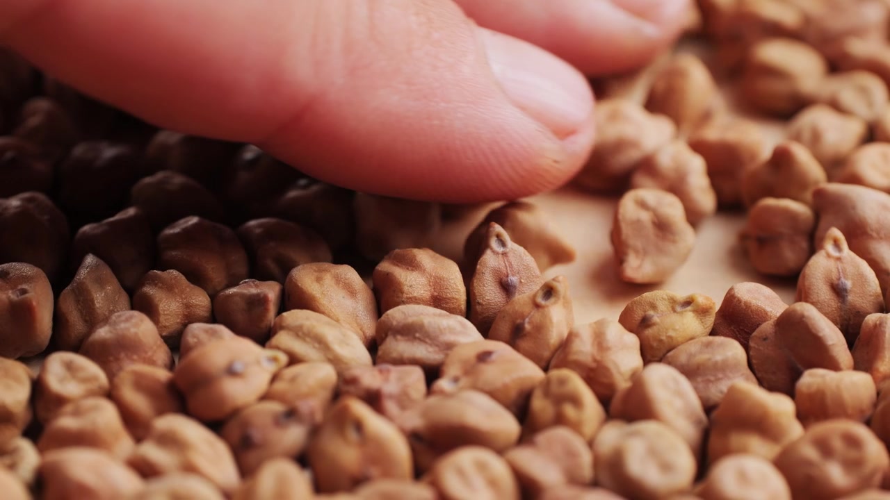 Primo piano di mano che sposta ceci marroni crudi su superficie di legno