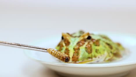 a horned frog captures and eats a superworm using chopsticks on a white plate in a well-lit setting