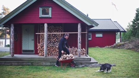 man stocking a pile of firewoods using a small wheelbarrow in cabin