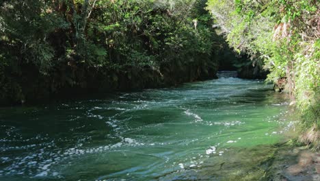 kaituna river flowing through native forest. rotorua, new zealand