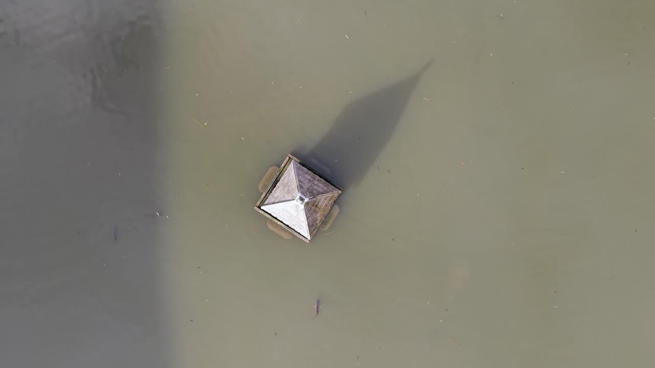 Drone orbit over duck pond at Chapmore End, Hertfordshire, revealing a small duck house and fish shapes drifting under murky brown water in calm rural countryside setting