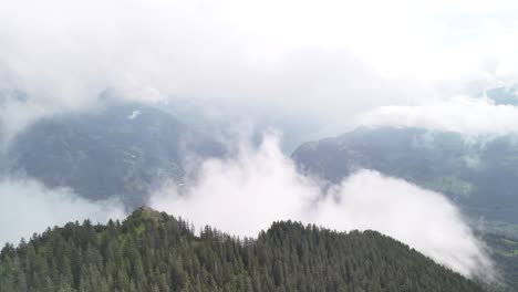 pine spruce evergreen tree forest, clouds covering valley glarus switzerland