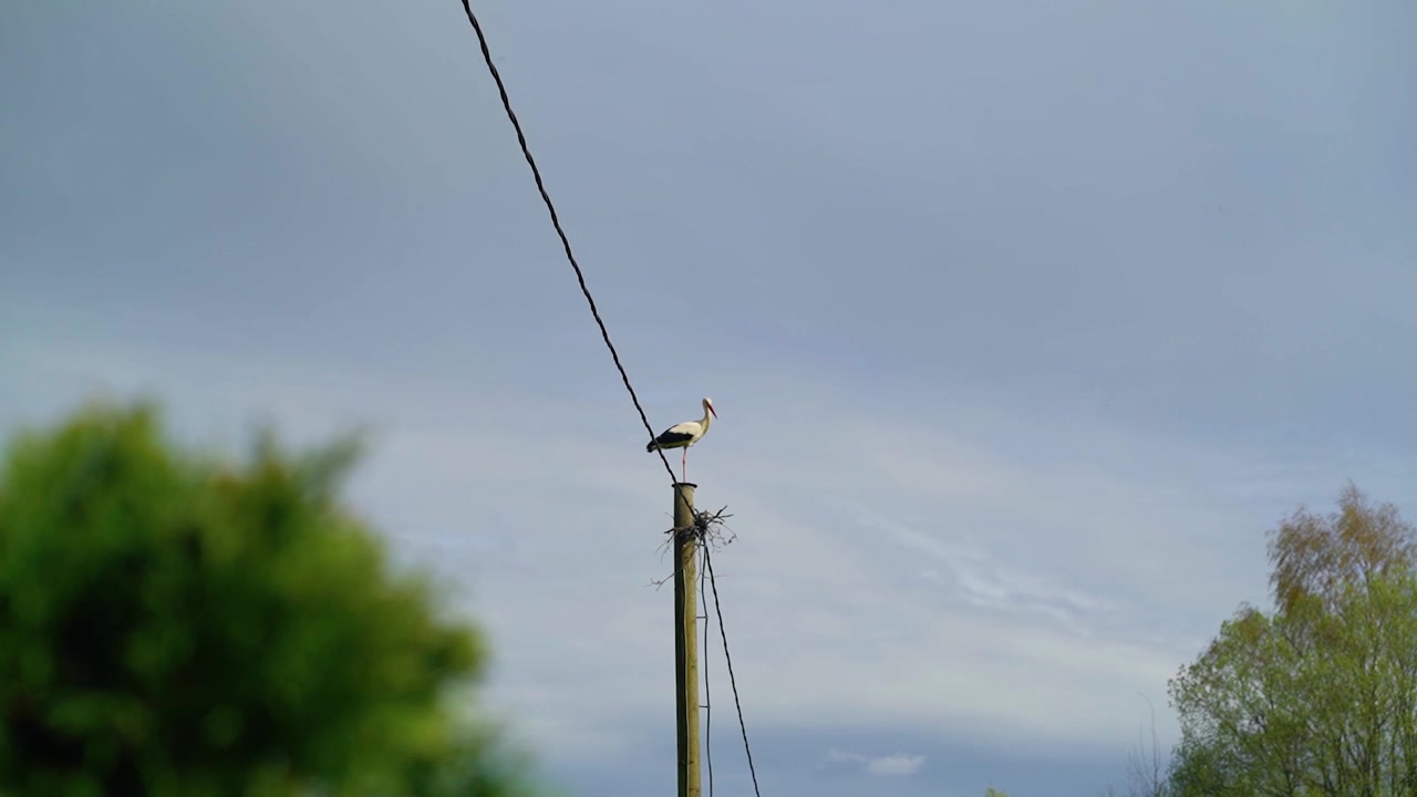 Lavvinkelbillede af en hvid stork, der sidder på toppen af en elmast med en lille rede mod en overskyet himmel.