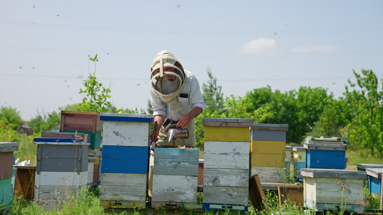 Apiculturist calming down the bees with the help of a smoker. Male specialist sweeps off carefully the bees with a long brush.