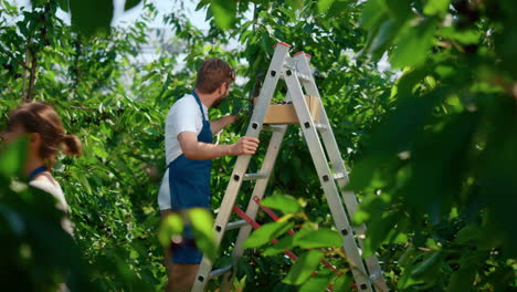 Professional-agronomists-working-plantation-collecting-berry-doing-research