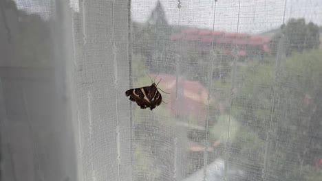 Hermosa-Polilla-Marrón-Con-Alas-Doradas-Y-Amarillas-Texturadas-Volando-Y-Tratando-De-Escapar-En-Una-Cortina-De-Ventana-Dentro-De-Casa