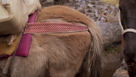 porter horses in peru carrying things 1.mp4