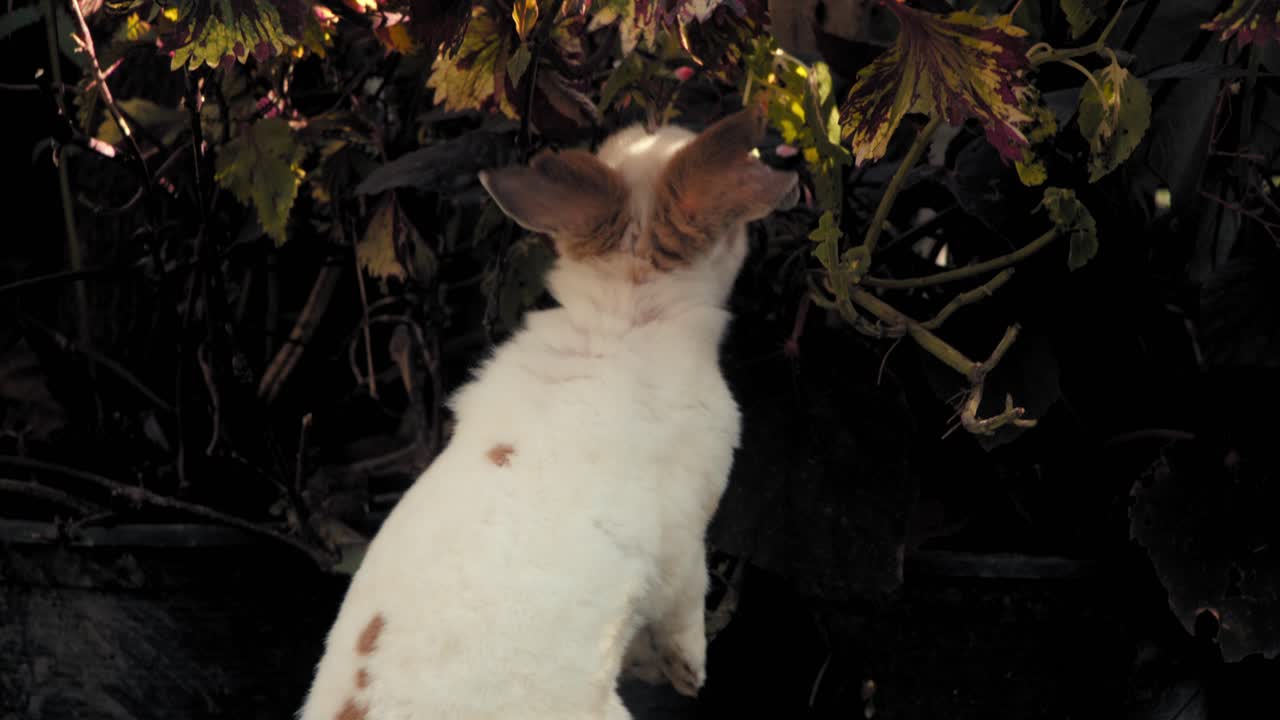 Coniglio bianco nel giardino