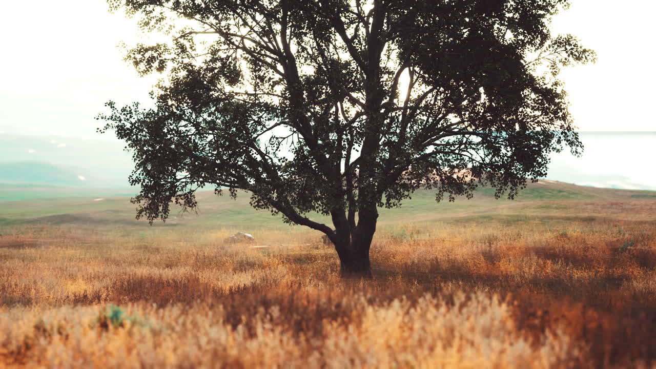 paesaggio con una collina e un unico albero all'alba con luce calda