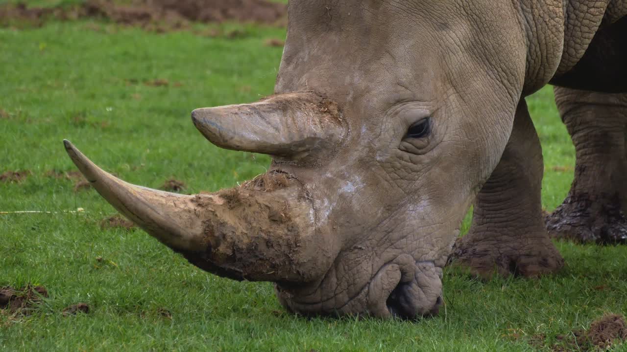 White Square-Lipped Rhinoceros Eats Grass