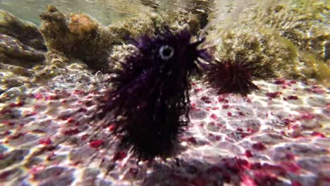 sea urchin fly underwater in the middle of real urchins to check similarities for fly fishing