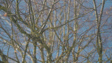 medium wide shot of a naked tree on a sunny winter day