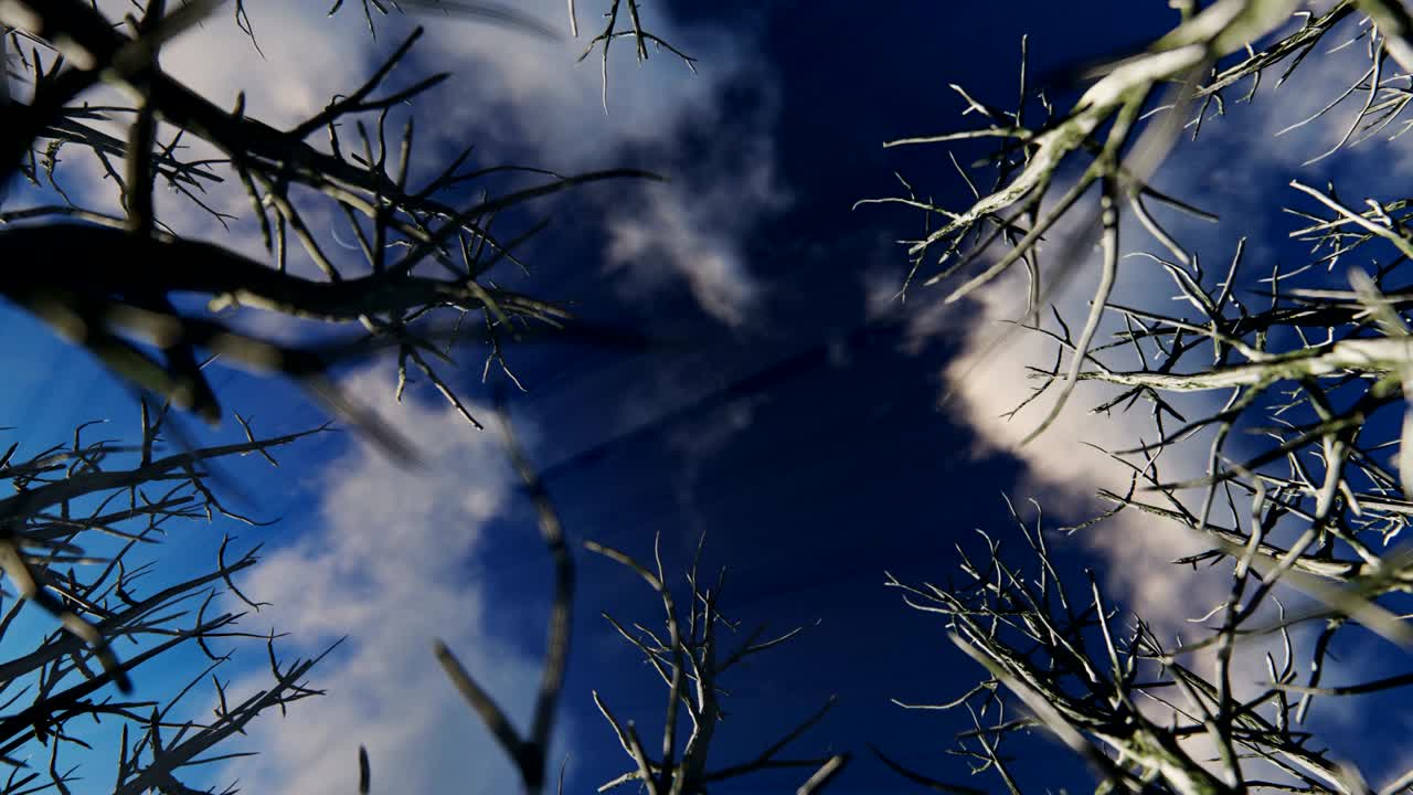 죽은 나무의 원을 통해 쳐다보고, 타임 스 해가 뜨는 4k