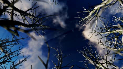 mirando hacia arriba a través de un círculo de árboles muertos, time-lapse amanecer 4k