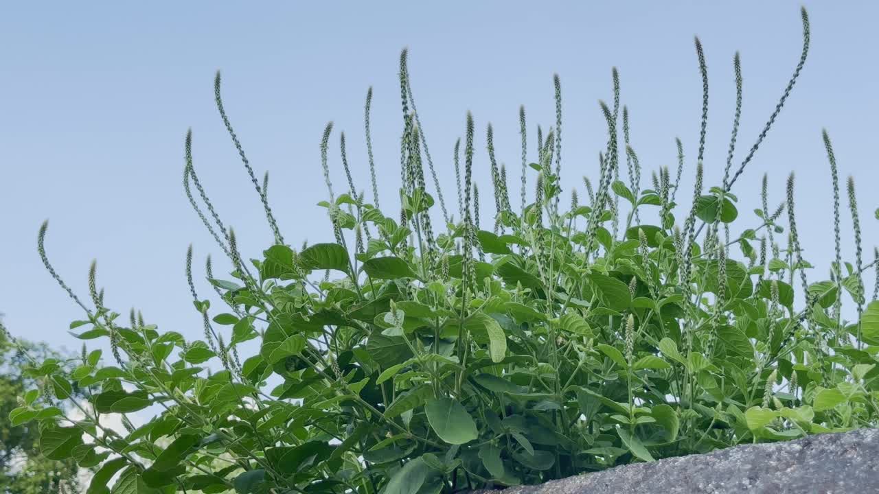 Static shot of Achyranthes aspera (Apamarg), a traditional Ayurvedic medicinal herb known for its healing properties. Commonly called Latjira, Chirchita, or Uttareni in regional Indian languages