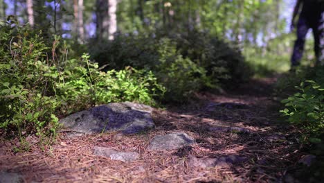 a person walks on a pine-needle covered forest path