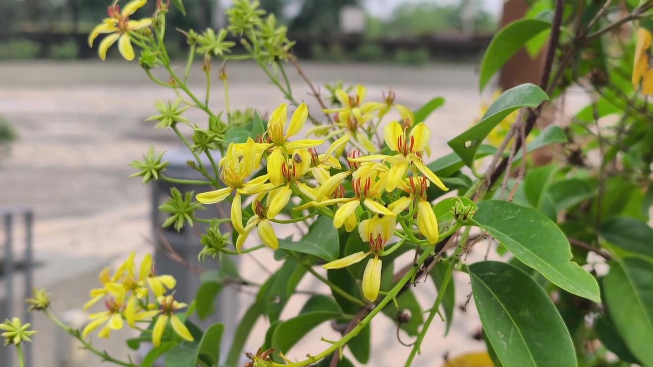 Beautiful Australia Gold Vine flowers thrive in a lush tropical climate. These bright yellow blossoms climb gracefully under the warm sun. They add a vibrant touch to the green landscape.