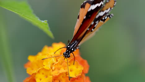 epic macro shot of monarch butterfly collecting nectar of orange flower,blurred background