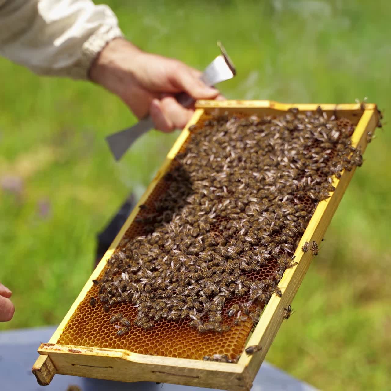 Bee frame in man's hands. Beekeeper holding and inspecting the honeycombs on the wooden frame with bees. Bees making pure organic product.