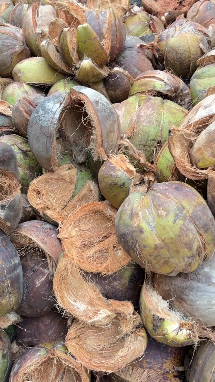 Close-up of Many Coconuts and Their Fibrous Husks