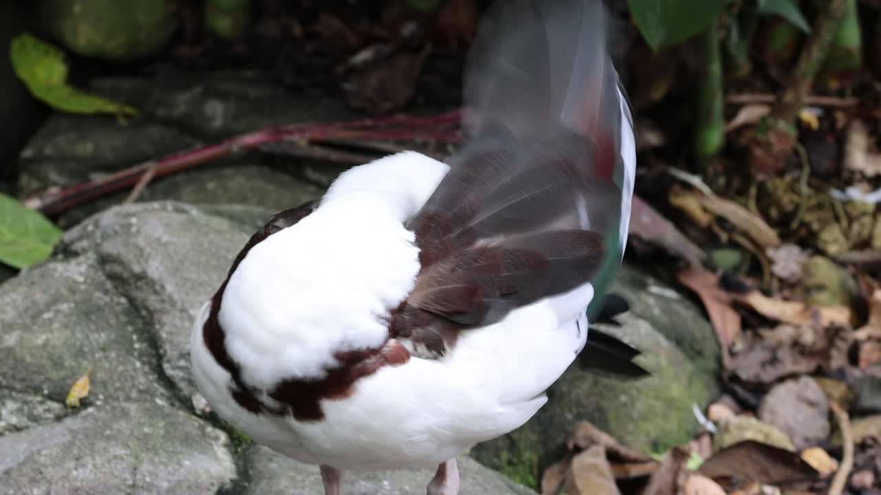 오리 는 야외 에서 털 을 청소 하고 정리 한다