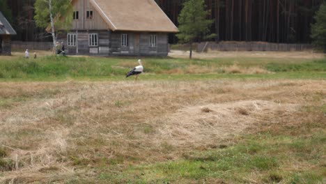 Stork-walking-on-the-meadow-near-to-village-with-thatched-houses-in-a-summer-day