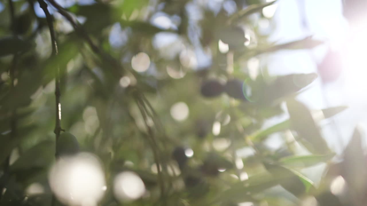 Close-up view of olive branches with olives